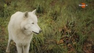 Wilk - wróg czy przyjaciel-film dokumentalny lektor pl