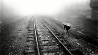 Jakub Nox Ambroziak - This Dog is Stray