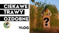 DUŻA RABATA z traw ozdobnych po roku- dosadzam nowe trawy w ogrodzie