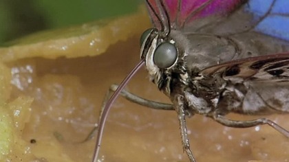 BLEKITNY MOTYL.  napisy