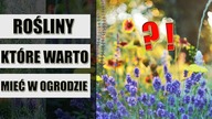ROŚLINY, które musisz mieć w OGRODZIE i WARZYWNIKU