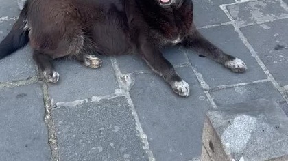 Bezpańskie psy na ulicach Gruzji!