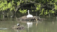 Ptaki w parku / Birds in the Park