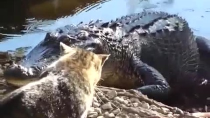 Zostaw moje mięsko