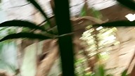 Blue Pigeon at the zoo 