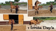 Pierwsza lonża Daylighta! || Praca z młodym koniem