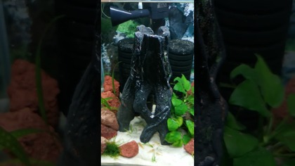 KREWETKARIUM, KTÓRE STOI W TLE PODCZAS NAGRAŃ