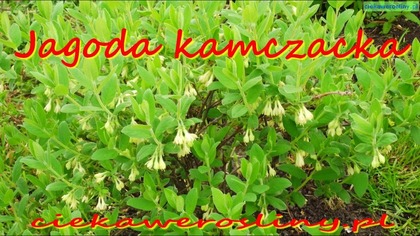 12 Jagoda kamczacka Lonicera caerulea owoce