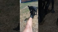 Nela znowu zaczęła swoje  #shorts