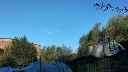 Gołębie już tylko na rosół... ?