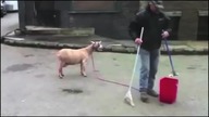 Budka Suflera feat  GOAT - Takie Tango