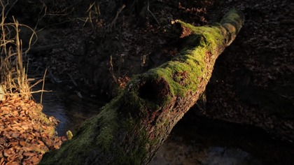 Gentle Forest Stream Sounds in 4K &bull; Calm Water Ambience for Relax & Focus