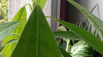 Pokrzywdzona przez prokuratora MMPM oskarżonego 2 aktami czeka 7 lat, dzwoni do sądu dyscyplinarnego