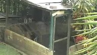 Pies parkour