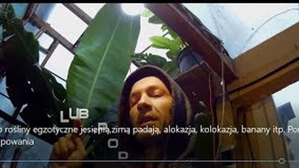 Odc-528-Mróz dopadł bananowce, społeczność youtube,fb się kończy, szklarnia,zimowanie.
