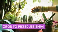 Co zrobić z roślinami domowymi przed jesienią? 10 ważnych zabiegów
