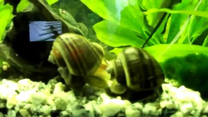 sex ampularia czarna i zółta http://ampularia. dbv.pl/news. php forum