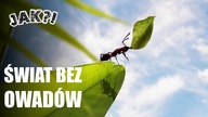 JAK wyglądałoby ŻYCIE bez OWADÓW?