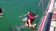 Delfin znalazł sobie dziewczynę