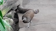 Samiec i samica Wieloszpona Malajskiego (Male and female Malaysian Peacock Pheasant)