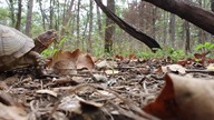 Funny Animals FASTTT TURTLES