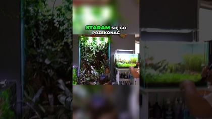 Akwaterraria podbijają świat! Azja inspiruje, a Ty