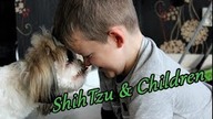 Shih Tzu Playing with children