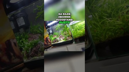 Akwarium Gotowe! Krewetki & Ślimaki, Co Teraz