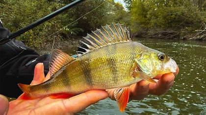  Jak złowić okonia? Znaleźliśmy 2 potężne zimowiska