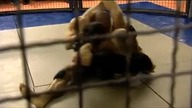 Maciej Kawulski vs Łukasz Leś walka amatorska