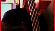 Uptown Funk (Ibanez SR505 BM mahoan - Ernie Ball Regular Slinky Bass 5 ) SHORTS T. P. O.