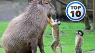 Top 10 Naj | Niezwykłe zwierzęta # 1 - Kapibara i przyjaciele