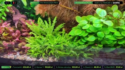 Made with Restream. Livestream on 30+ platforms at once via https://restream.io

Sprzątamy, przesadzamy i gadamy  :)

-------------------------------------------------------------------------------------------------------------------------------------------------
Zacznij wspierać ten kanał, a dostaniesz te bonusy:
https://www.youtube.com/channel/UCaMYr1C1Y0cHNbDgik_wIMA/join

Zapraszam na FB: https://www.facebook.com/bekonakwa
Discord: https://discord.gg/BkbHsheY2A

-----------------------------------------------------------------------------------------------------------------------------------------------------
!!!DONATE!!!  Podoba Ci się i chcesz mnie wesprzeć: https://tipply.pl/u/konradxxx3   !!!DONATE!!! 
------------------------------------------------------------------------------------------------------------------------------------------------------
https://bekonstudio.pl/