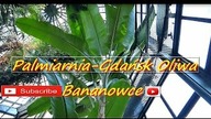 136. Palmiarnia-Gdańsk Oliwa- Park Oliwski 07 05 2016r Wielkie bananowce