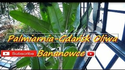 136. Palmiarnia-Gdańsk Oliwa- Park Oliwski 07 05 2016r Wielkie bananowce