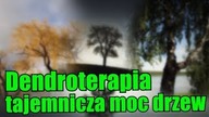 Dendroterapia, czyli technika przyjmowania energii drzew!