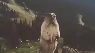 Aaaaa !!!