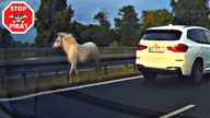Koń biega po drodze ekspresowej S7.  STOP PIRAT