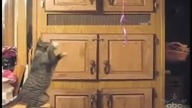 The best of cats