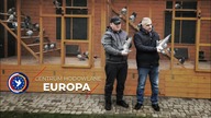 Z wizytą w Centrum Hodowlane Europa - Gołębie pocztowe w Centrum Hodowlanym.