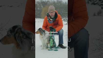 Jak odpowiednia dieta pomaga psu lepiej trenować i szybciej się uczyć? Behawiorysta zabiera głos