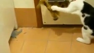 Kot ochroniarz