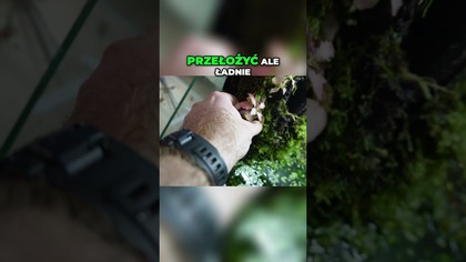 Obsadzanie akwapaludarium