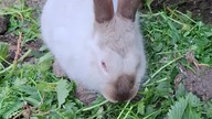 Mniam, Mniam #rabbits