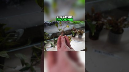 Liście się Przekształcają, Cryptocoryna w akwarium