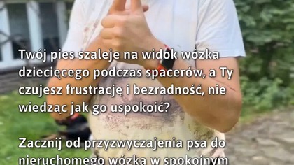 Uspokój swojego psa na spacerach!  #Pies #WychowaniePsa #TreningPsów