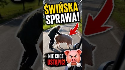 Rolnik kontra świnia.  Kto wygrał?  #shorts #funny #droga
