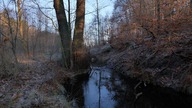Leśny Strumień &ndash; Spokojny Szum Wody do Relaksu i Skupienia