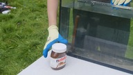 Experiment: Hammer VS Nutella Under Water