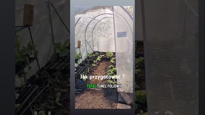 Przedplony w tunelu foliowym.  Jak go przygotować? #uprawapomidorów #przedplon #warzywa #ogród
